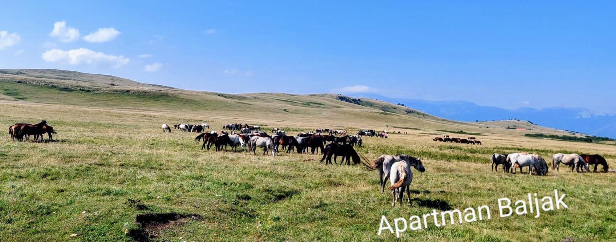 Apartman Baljak Livno Exterior foto